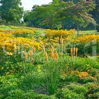 Blossoming flowerbeds in the park