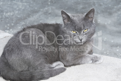 Gray cat on a concrete surface