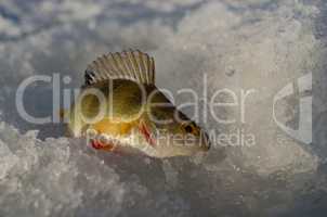 Spring ice fishing