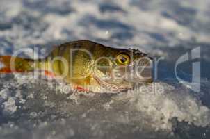 Spring ice fishing