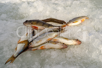 Spring ice fishing