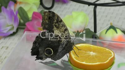Butterfly have breakfast orange juice.