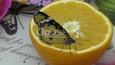 Butterfly have breakfast orange juice.