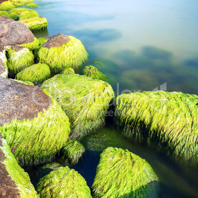 Mossy seashore stones