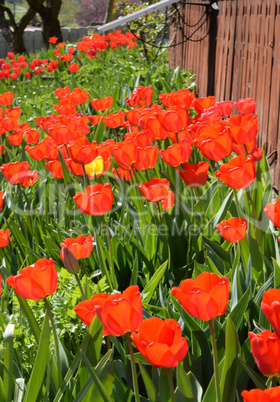 Tulpen in einem Garten