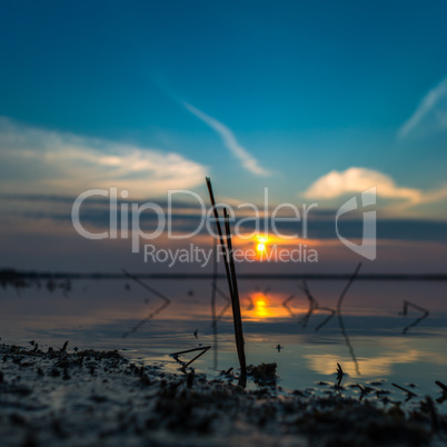 reeds at sunset