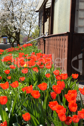 Tulpen in einem Garten