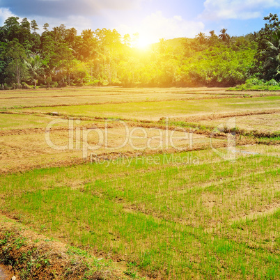 paddy field and sunrise