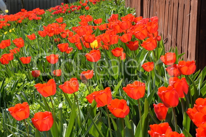 Tulpen in einem Garten