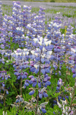 Lupinen auf Island