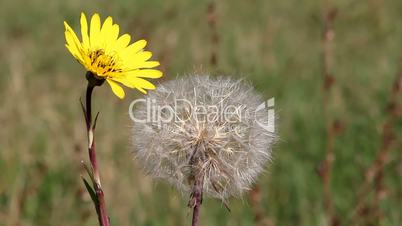bee and yellow dandelion on meadow