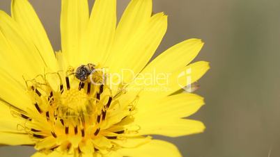 bee on yellow dandelion close up