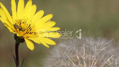 bee on yellow dandelion nature background