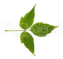 Green maple ash (acer negundo) leaf