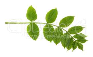 Green sorbus leaves