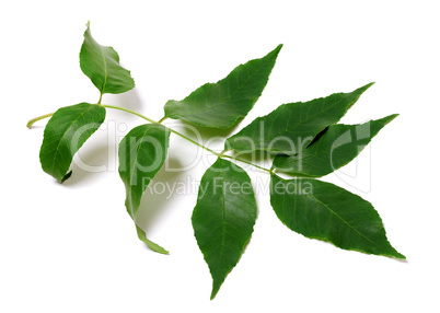 Green ash-tree leaves