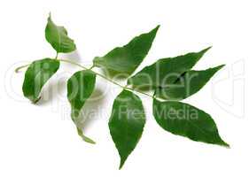 Green ash-tree leaves