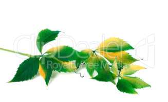Green yellowed branch of grapes leaves