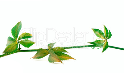 Twig of grapes leaves on white background