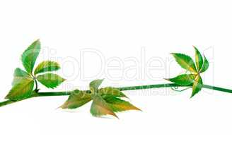 Twig of grapes leaves on white background