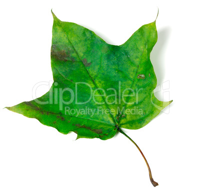 Green maple leaf