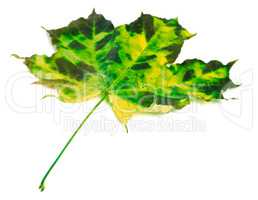 Multicolor autumnal maple-leaf on white