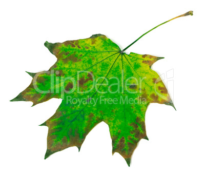 Multicolor maple leaf