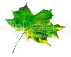 Green yellowed maple leaf on white