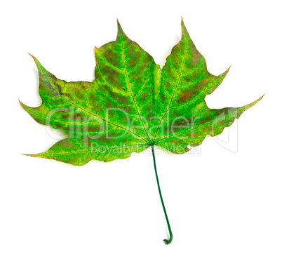 Multicolor maple-leaf