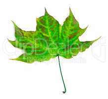 Multicolor maple-leaf