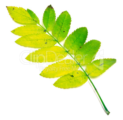 Yellowed rowan leaves