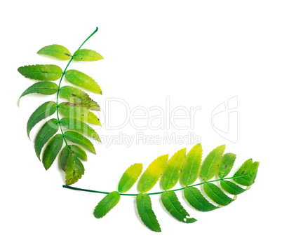 Rowan leaf isolated on white background