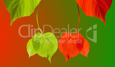 Red and green tilia leaves on multicolor background