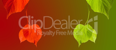 Red and green linden-tree twigs on multicolor background