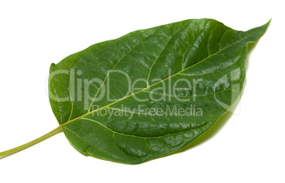 Spring leaf isolated on white