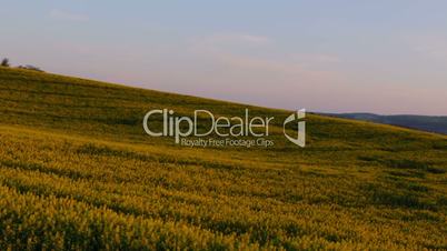 Sunset over Rapeseed Fields