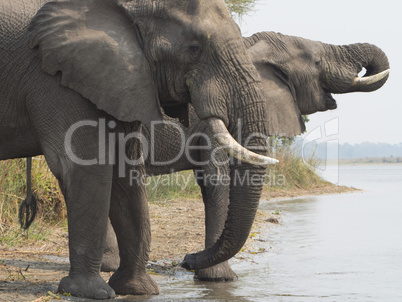 African elephant