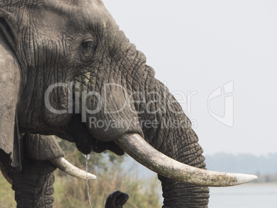 African elephant