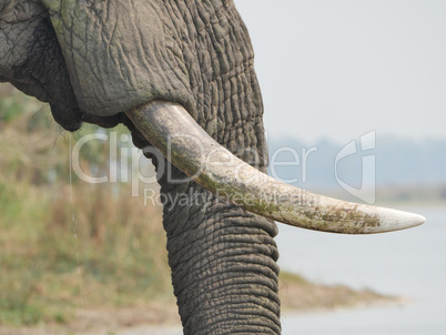 African elephant