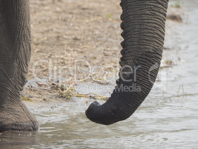 African elephant