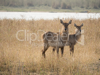 Impala