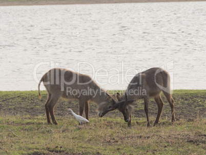 Impala