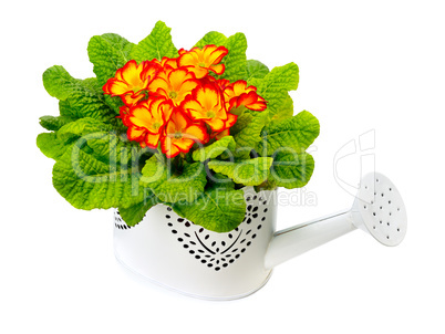 primrose in pots isolated on white background