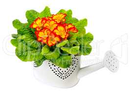 primrose in pots isolated on white background