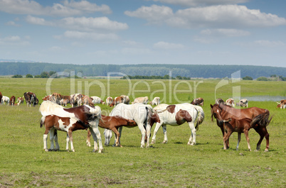 three foals feeding with milk