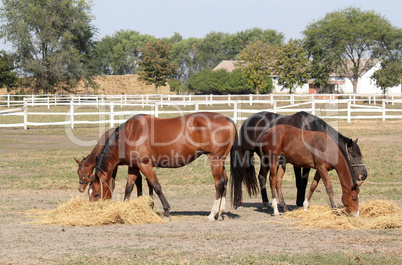 horses farm scene