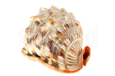 shell isolated on white