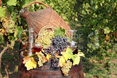 vineyard with grape and wine