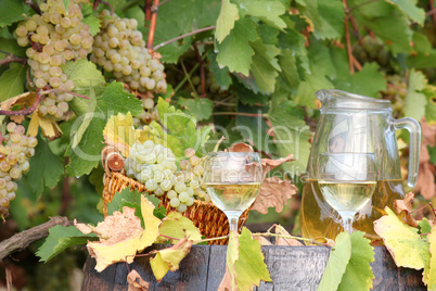 vineyard with grape and wine