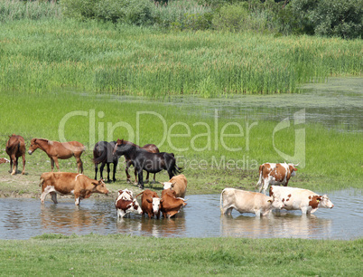 farm animals on river